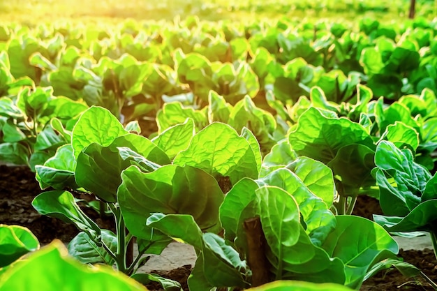 green tobacco grows on a tobacco farm in the rays of the setting sun tobacco cultivation concept