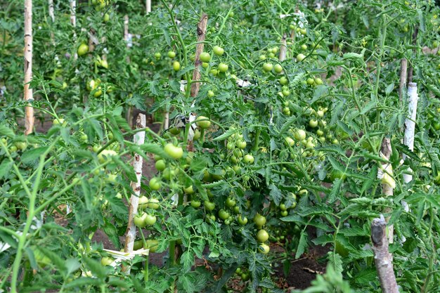 Photo green tomato plants with unripe tomatoes isolated in the garden