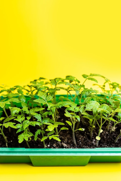 Green tomato seedlings in a green plastic form on a yellow background Ecology