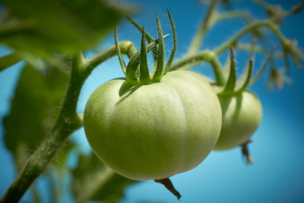 Green tomato in tomatoes orchard field