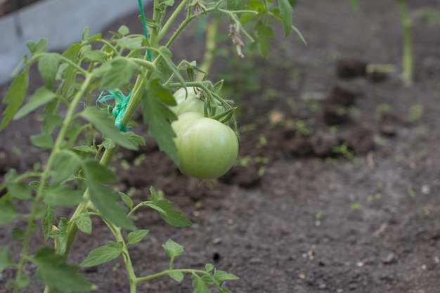 Green tomatoes are hanging on a branch in the greenhouse Gardening harvest