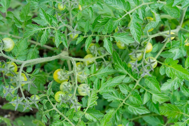 Green tomatoes on a branch in a greenhouse 