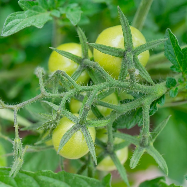 Green tomatoes on a branch in a greenhouse 