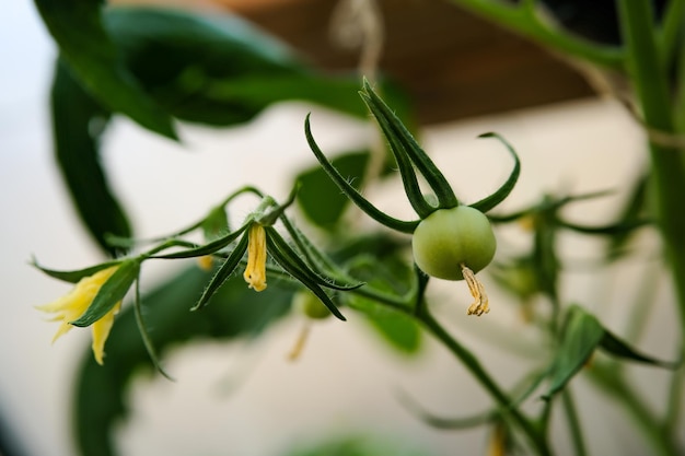 Green tomatoes on a branch Immature green tomatoes Tomatoes in the greenhouse