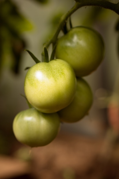 green tomatoes on branch of plant in garden vertical shot