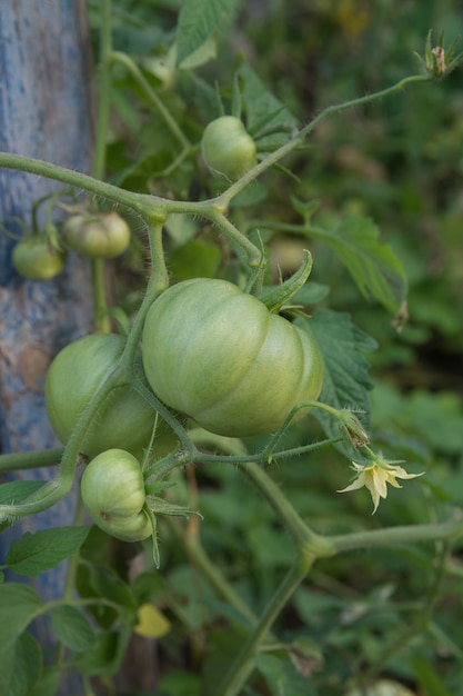 Green tomatoes on branches, a new harvest.