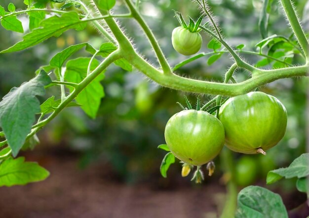 green tomatoes on a bush branch in a greenhouse