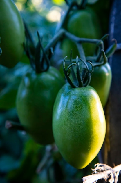 Green tomatoes on the farmer's bed.