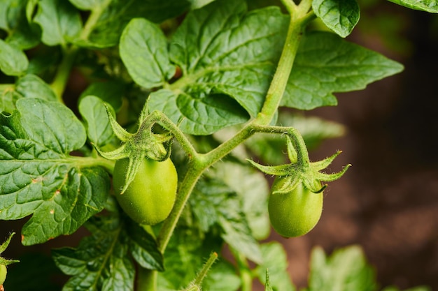 Green tomatoes in the garden