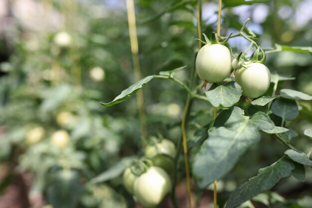 Green tomatoes with unusual leaves on farm tomato growing rules concept