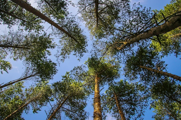 Green tops of pines from bottom to top,