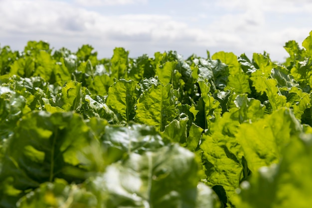 Green tops of sugar beet in the field