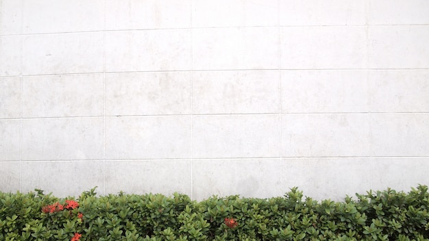 Green tree beside street in front of a building