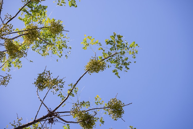 Green tree and blue sky