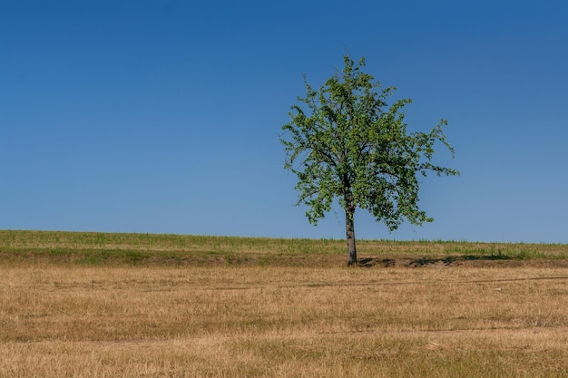 Green tree of blue sky