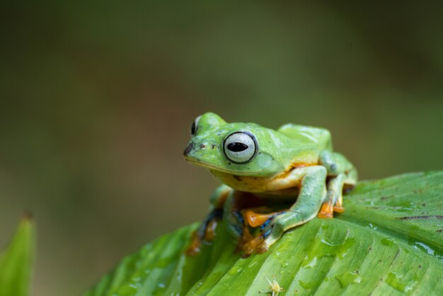 Green tree flying frog perched on banana tree