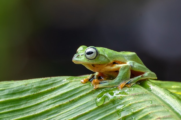 Green tree flying frog perched on banana tree