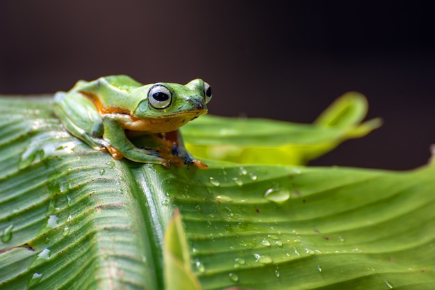 Green tree flying frog perched on banana tree