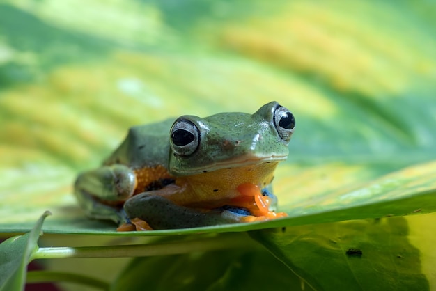 Green tree flying frog perched on a leaf