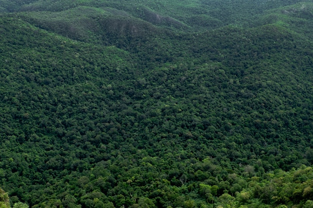 Green tree forest on the mountain