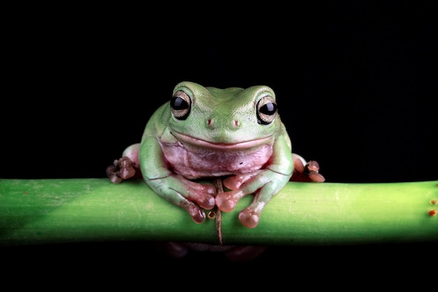 Green tree frog on black background australian tree frogs