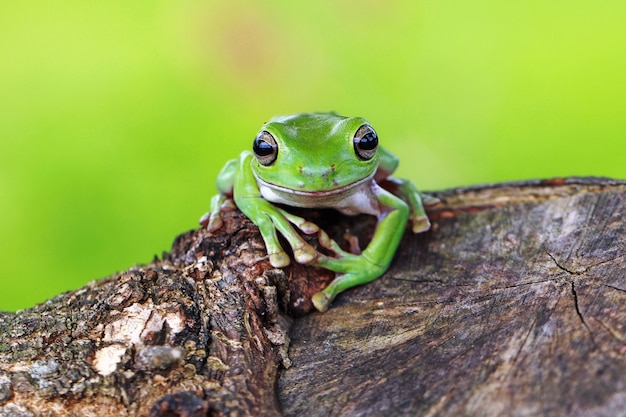 green tree frog, dumpy frog, papua green tree frog 