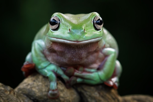 green tree frog face closeup