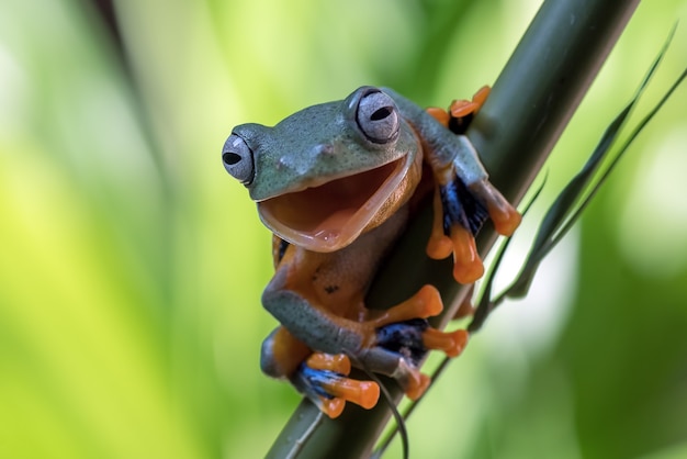 Green tree frog hanging on the bamboo tree