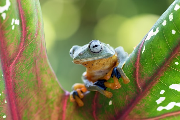 Green tree frog hanging on the leaf