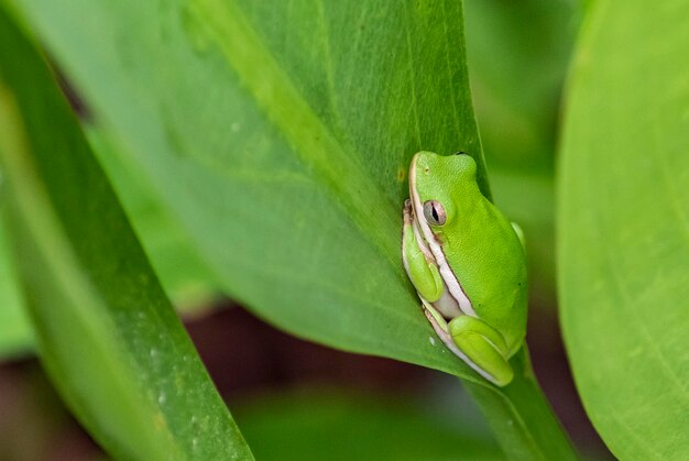 A green tree frog sits on a leaf.