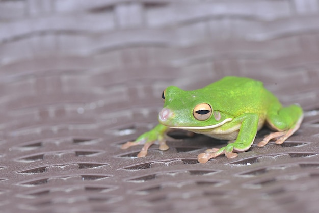 Green Tree Frog