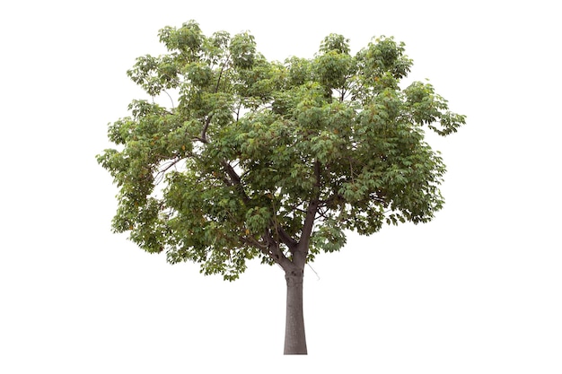 Green tree is isolated on a white background clipping path