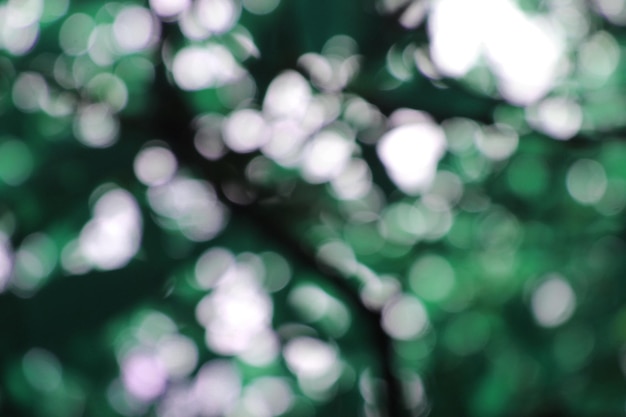 A green tree is visible through the leaves.