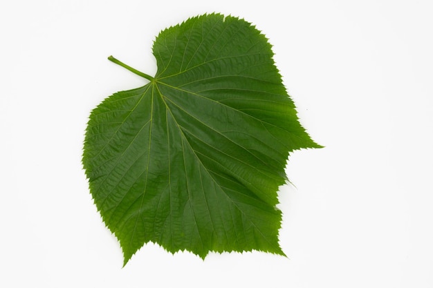 Green tree leaf isolated on white background