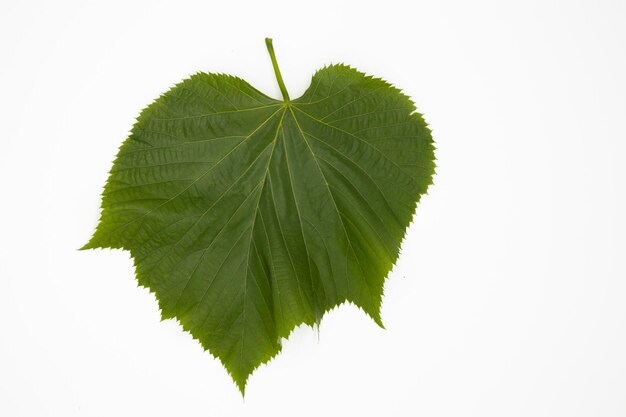 Green tree leaf isolated on white background