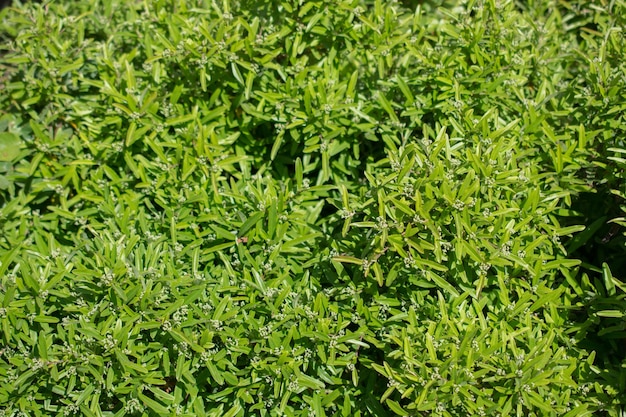 Green tree leaves as background