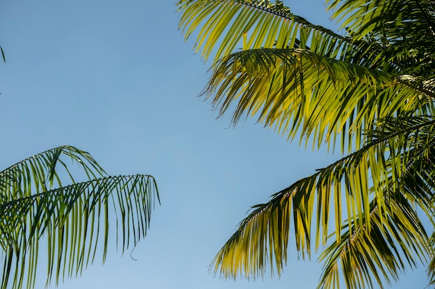 Green Tree Leaves on blue sky summer background