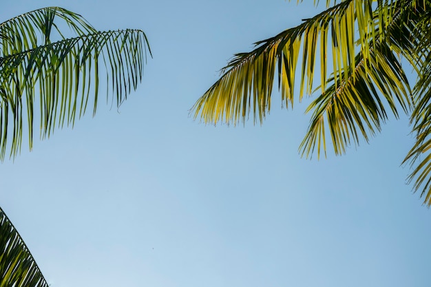 Green Tree Leaves on blue sky summer background