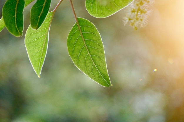 Green tree leaves and branches in the nature in summer