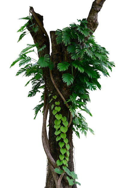 green tree nature isolated on white background,clipping path included.