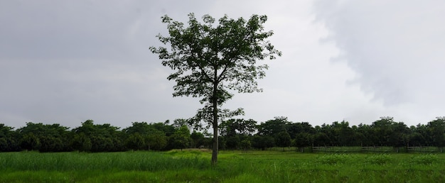 Green tree in the park