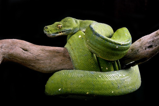 Green tree phyton coiled around a tree branch