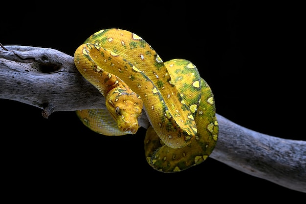 Green tree phyton coiled around a tree branch