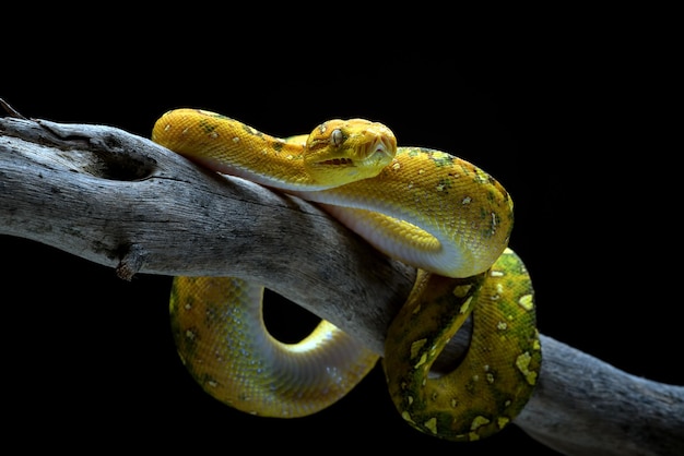 Green tree phyton coiled around a tree branch