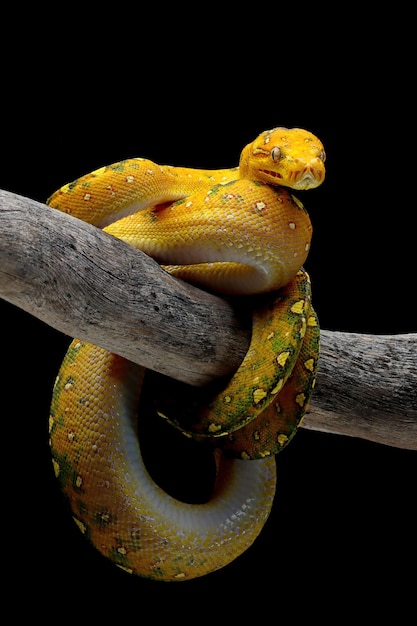 Green tree python juvenile closeup on branch with black background Green tree python Morelia viridis