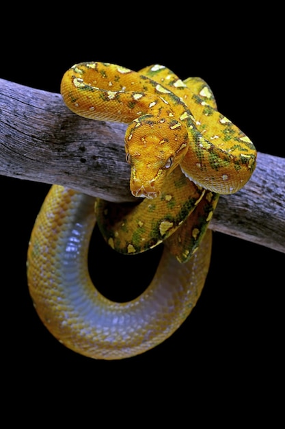 Green tree python juvenile closeup on branch with black background Green tree python Morelia viridis