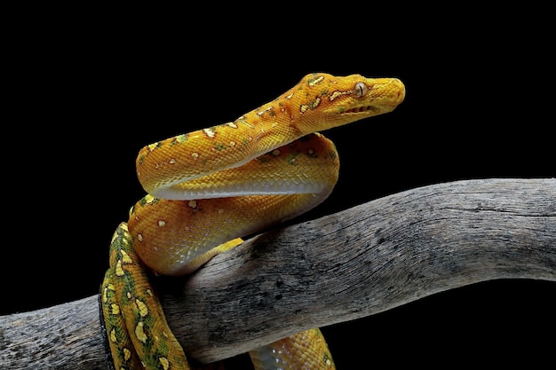 Green tree python juvenile closeup on branch with black background Green tree python