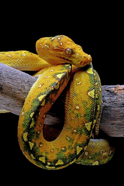 Green tree python juvenile closeup on branch with black background