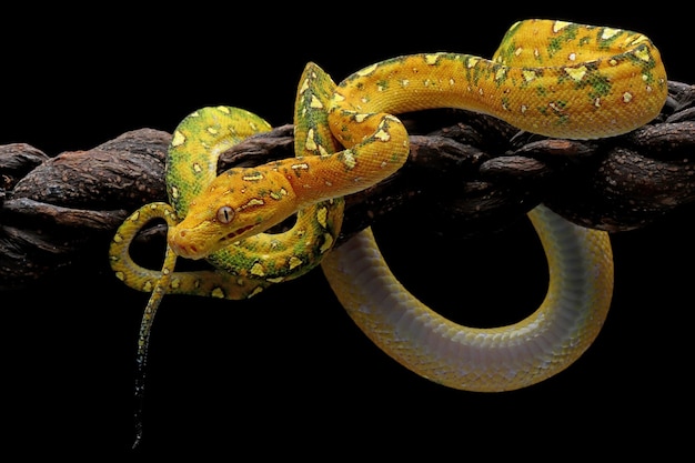 Green tree python juvenile closeup on branch with black background