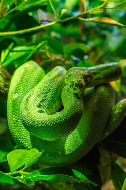 Green tree python Morelia viridis closeup Portrait art